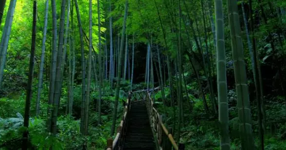 蜀南竹海