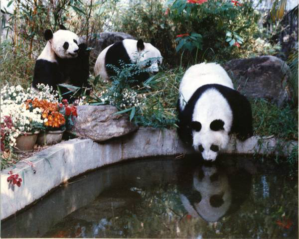 广州动物园 熊猫馆