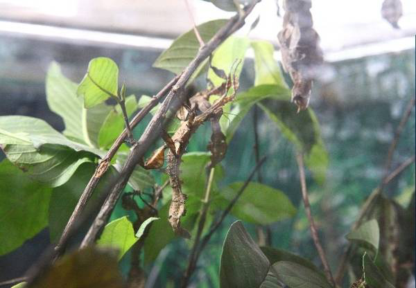 广州动物园 昆虫馆