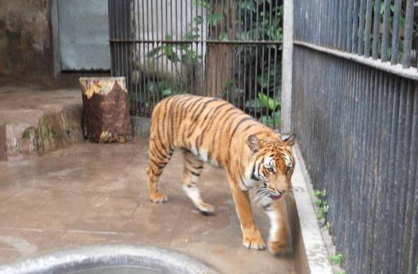 广州动物园 猛兽区