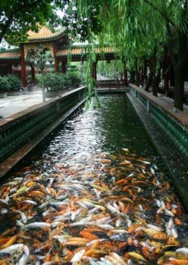鲤鱼涌