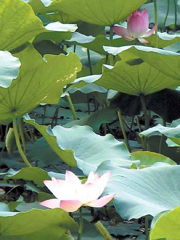 碧沼红莲