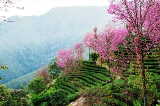 无量山樱花谷