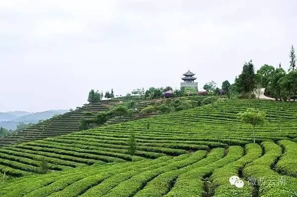 普洱茶园